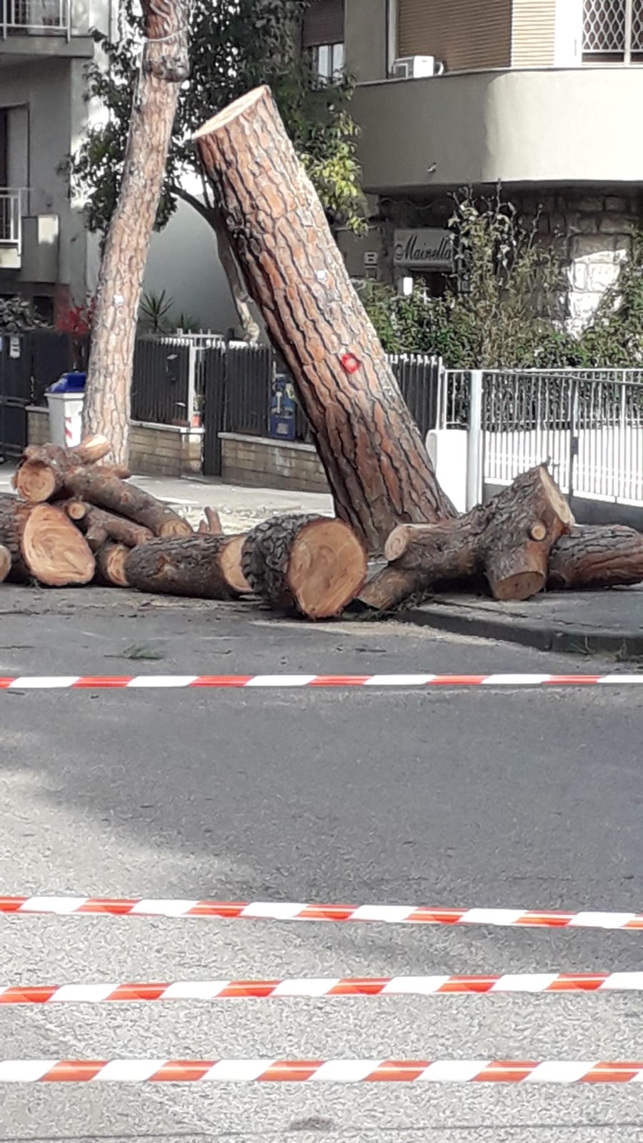 Pini viale degli Atlantici, Altrabenevento: “Mastella e Feleppa abbattono i pini che resistono a due tempeste ma non fanno potare gli alberi del viale Mellusi. Come viene pagata la ditta?”