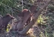 Emergenza cinghiali, il caso Matese: cosa prevede la legge e quali soluzioni sono possibili