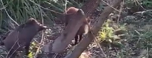 Emergenza cinghiali, il caso Matese: cosa prevede la legge e quali soluzioni sono possibili