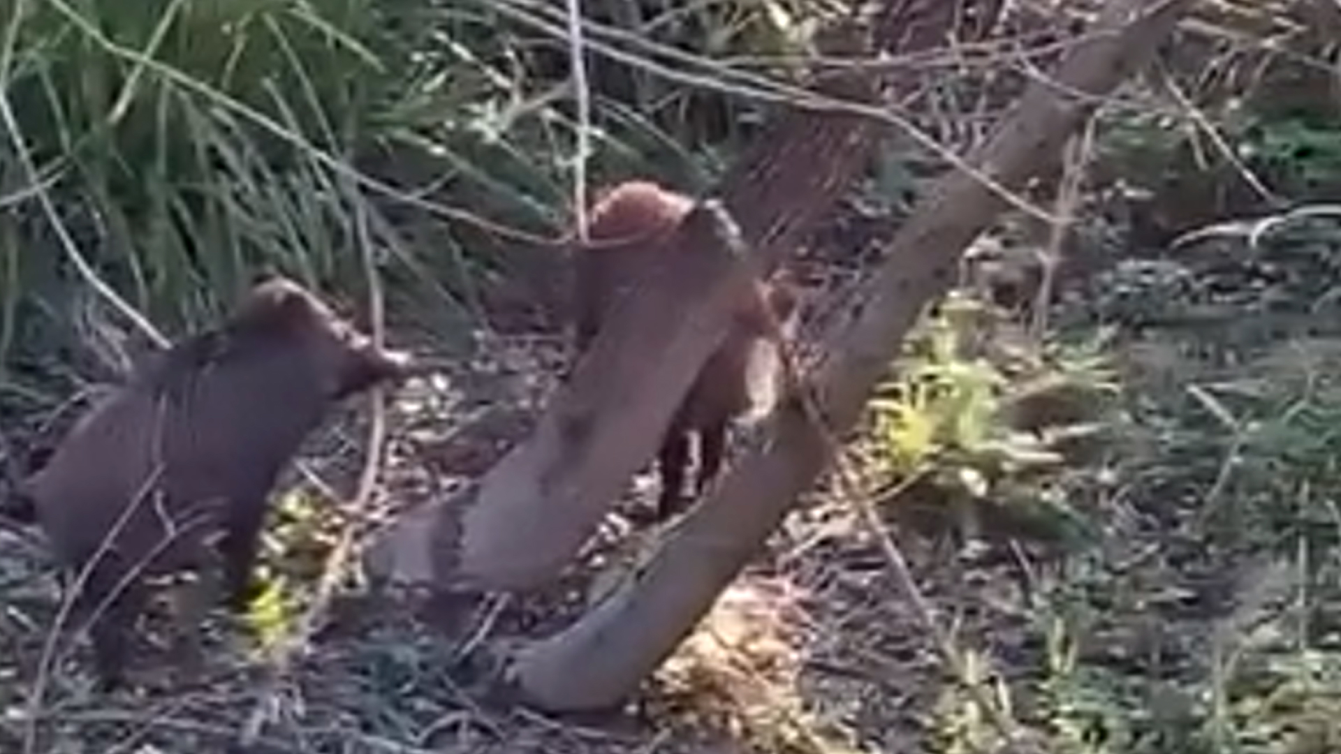 Emergenza cinghiali, il caso Matese: cosa prevede la legge e quali soluzioni sono possibili