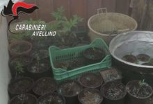 Mirabella Eclano| Marijuana coltivata in casa, 53enne ai domiciliari
