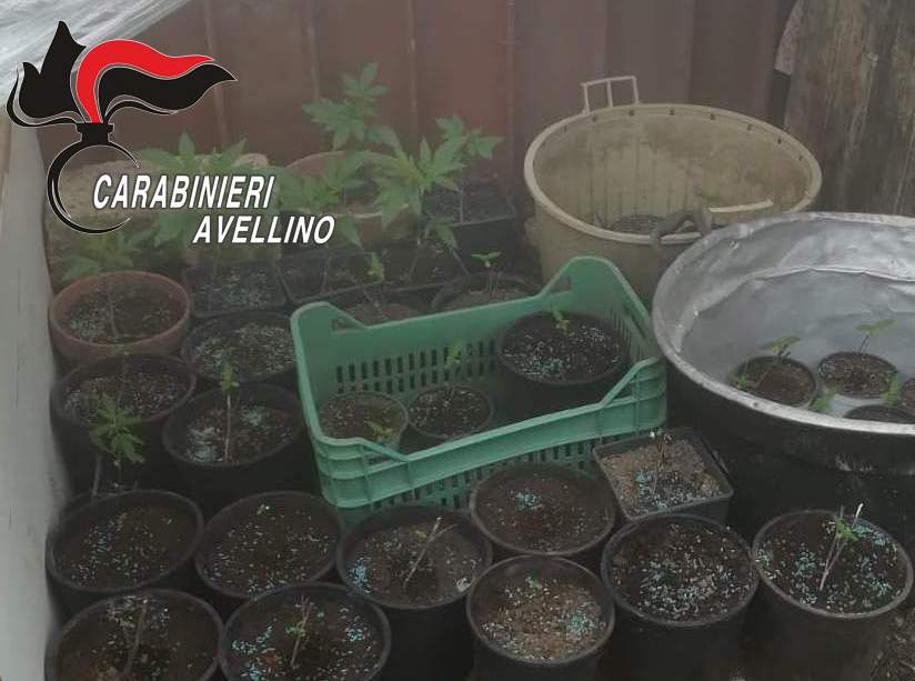 Mirabella Eclano| Marijuana coltivata in casa, 53enne ai domiciliari