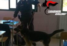Avellino| Marijuana a scuola, la scoperta durante i controlli in un istituto superiore