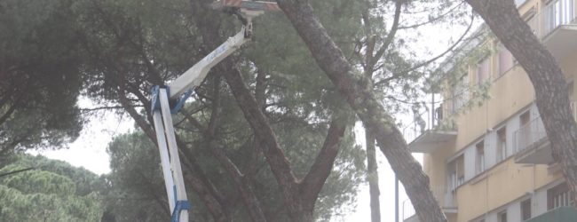 Pini marittimi ed altro: assemblea pubblica del comitato di quartiere Cappuccini/Atlantici/Mellusi