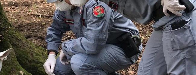 Parco regionale del Taburno: i Carabinieri forestali di Airola e Montesarchio rivengono carcassa avvelenata