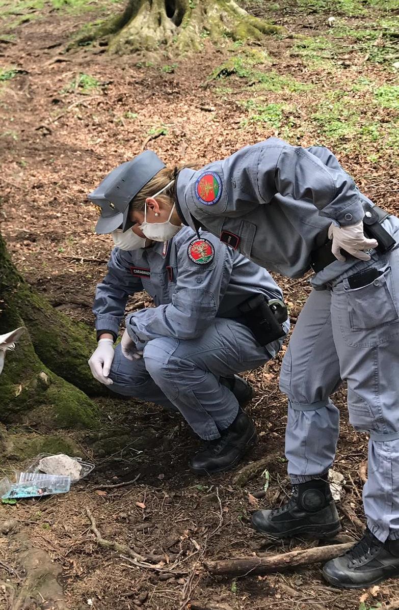 Parco regionale del Taburno: i Carabinieri forestali di Airola e Montesarchio rivengono carcassa avvelenata