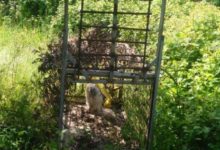 Benevento| I Carabinieri forestali sequestrano trappola per fauna selvatica