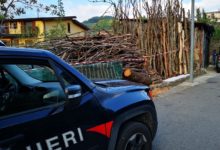 Ruba legna nel Parco Regionale del Partenio, denunciata una persona