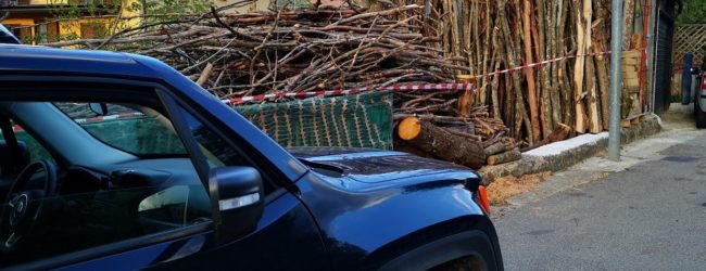 Ruba legna nel Parco Regionale del Partenio, denunciata una persona