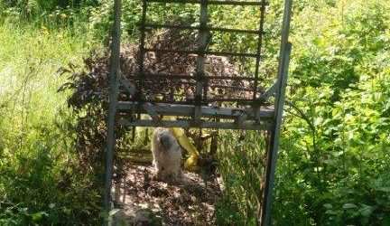 Benevento| I Carabinieri forestali sequestrano trappola per fauna selvatica
