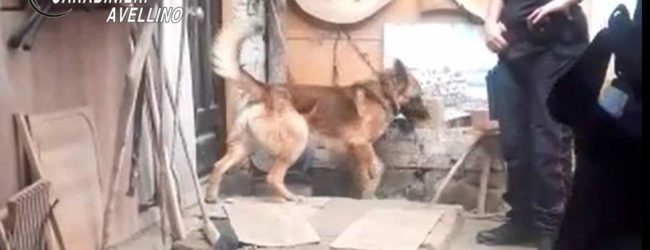 Summonte| La droga nascosta nella baracca non sfugge al fiuto di Tex, “beccato” un 52enne