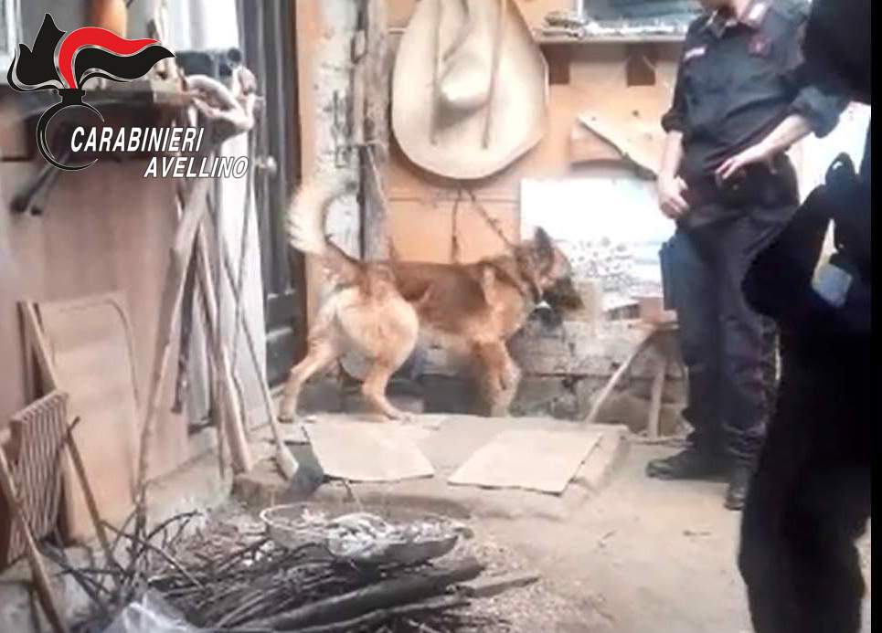 Summonte| La droga nascosta nella baracca non sfugge al fiuto di Tex, “beccato” un 52enne