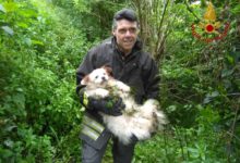 Pannarano| Cane cade nel dirupo, provvidenziale l’intervento dei vigili del fuoco