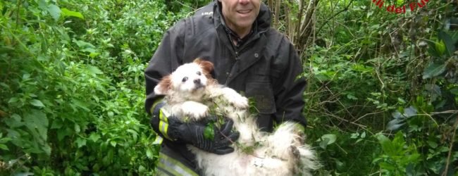 Pannarano| Cane cade nel dirupo, provvidenziale l’intervento dei vigili del fuoco