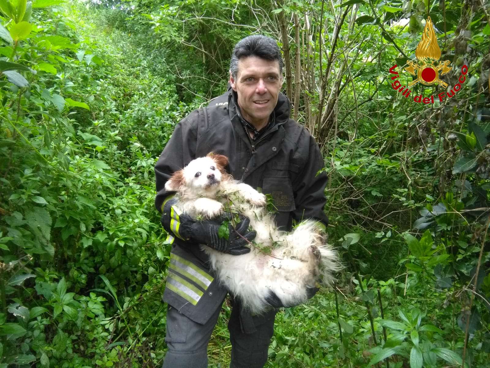 Pannarano| Cane cade nel dirupo, provvidenziale l’intervento dei vigili del fuoco