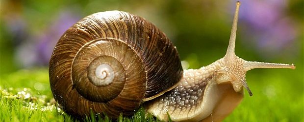 Oggi si celebra la “giornata della lentezza” quando slow… è veramente good