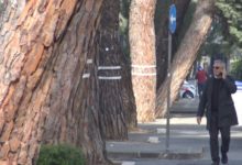 Benevento| Pini da abbattere, “Civico 22” promuove una petizione affinché vengano fatti degli approfondimenti