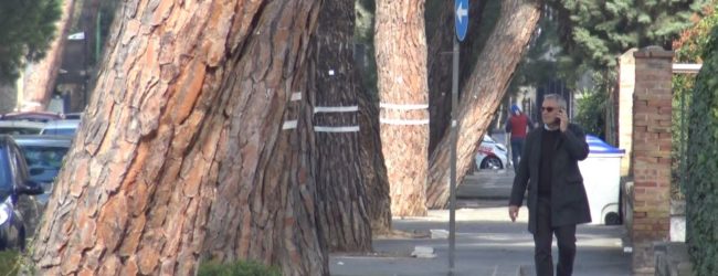 Benevento| Il M5S chiede l’inclusione degli alberi monumentali di Viale degli Atlantici nella lista di tutela
