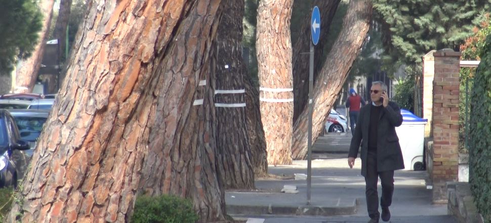 Benevento| Il Riesame annulla il sequestro dei 352 pini. Giorgione: “Una vittoria per il Comune”
