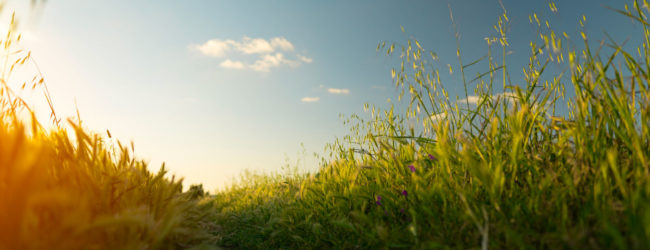 Castelpagano, domani focus su: “Filiere agroalimentari d’eccellenza e Distretti del Cibo: Zootecnica di qualita’ nel “Tammaro Titerno”