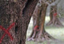 Xylella: Coldiretti, avanzata di 2km al mese spaventa l’UE. Preoccupazione per il Mezzogiorno