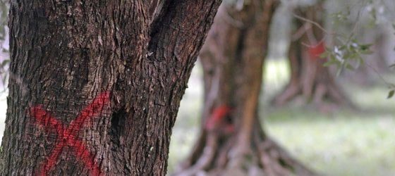 Xylella: Coldiretti, avanzata di 2km al mese spaventa l’UE. Preoccupazione per il Mezzogiorno