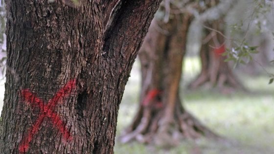 Xylella: Coldiretti, avanzata di 2km al mese spaventa l’UE. Preoccupazione per il Mezzogiorno