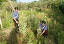 Circello| A Baselice ritrovate piante di papavero da oppio