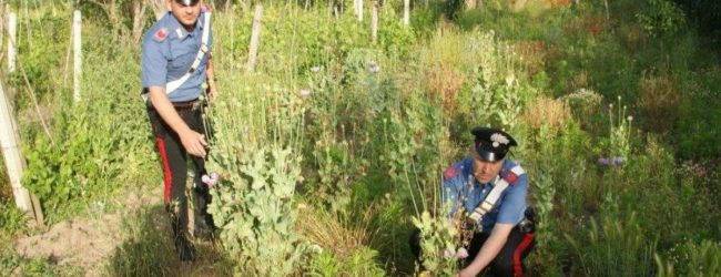 Circello| A Baselice ritrovate piante di papavero da oppio