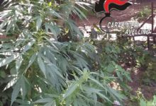 Baiano| Detenzione e coltivazione di sostanze stupefacenti: 35enne arrestato dai Carabinieri
