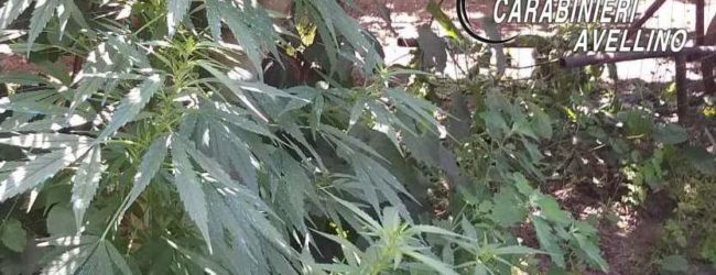 Baiano| Detenzione e coltivazione di sostanze stupefacenti: 35enne arrestato dai Carabinieri