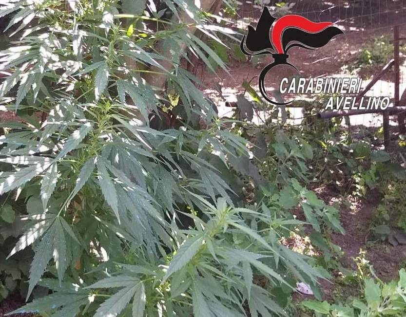 Baiano| Detenzione e coltivazione di sostanze stupefacenti: 35enne arrestato dai Carabinieri