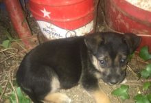 Vacanze estive: SOS cani abbandonati