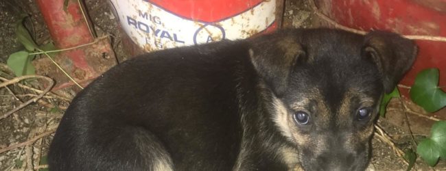 Vacanze estive: SOS cani abbandonati