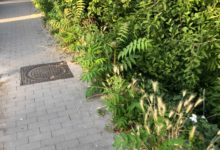 Benevento| Ancora emergenza erba alta e scarsa pulizia dei marciapiedi/FOTO