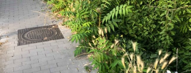 Benevento| Ancora emergenza erba alta e scarsa pulizia dei marciapiedi/FOTO