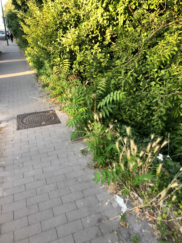 Benevento| Ancora emergenza erba alta e scarsa pulizia dei marciapiedi/FOTO
