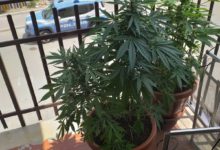Benevento| Coltiva marijuana sul balcone: arrestato dalla Polizia