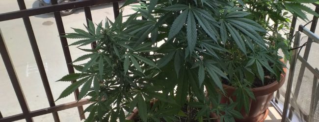Benevento| Coltiva marijuana sul balcone: arrestato dalla Polizia