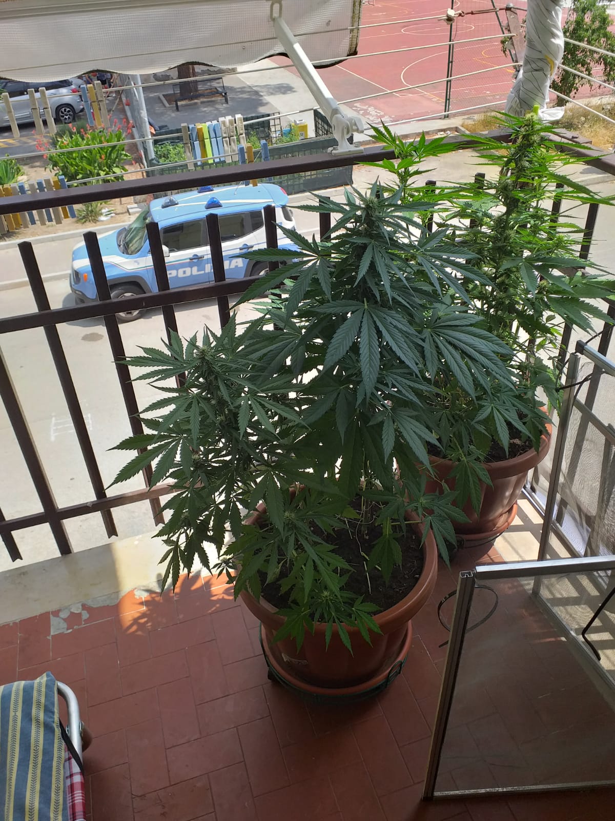 Benevento| Coltiva marijuana sul balcone: arrestato dalla Polizia