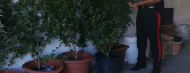 Pontelandolfo| Carabinieri denunciano madre e figlio per coltivazione illecita di cannabis