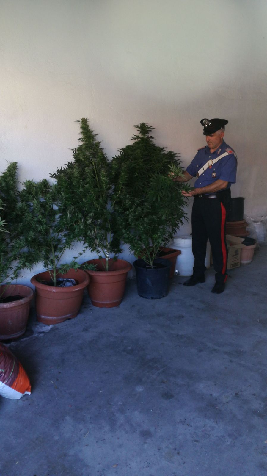 Pontelandolfo| Carabinieri denunciano madre e figlio per coltivazione illecita di cannabis