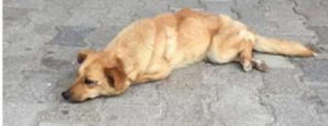 Benevento| Cagnolina incinta abbandonata e investita.Nel sannio il fenomeno abbandono è in aumento