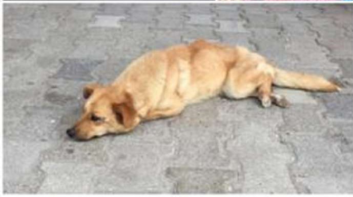 Benevento| Cagnolina incinta abbandonata e investita.Nel sannio il fenomeno abbandono è in aumento