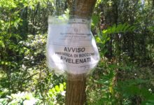 Carabinieri ritrovano esche avvelenate