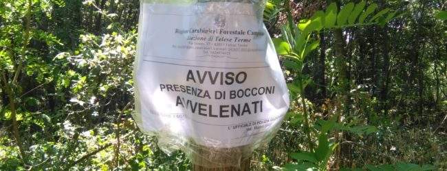 Carabinieri ritrovano esche avvelenate