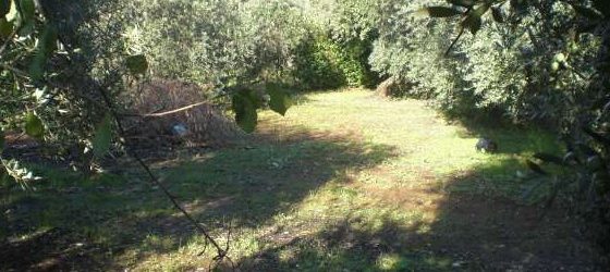 Taglio boschivo in un’area sottoposta a vincolo paesaggistico, sanzioni e denunce per i responsabili tra Baiano e Alta Irpinia