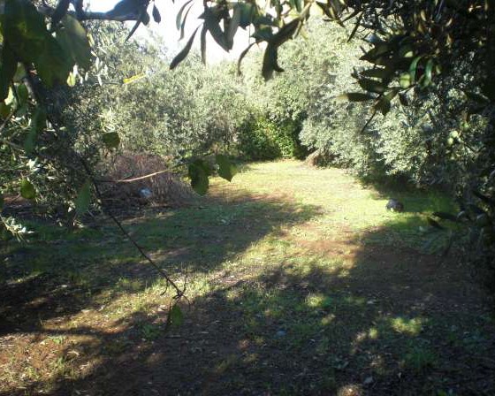 Taglio boschivo in un’area sottoposta a vincolo paesaggistico, sanzioni e denunce per i responsabili tra Baiano e Alta Irpinia