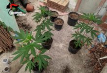 Paternopoli| Coltivazione e produzione di sostanze stupefacenti, denunciato un pregiudicato