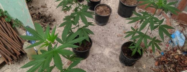 Paternopoli| Coltivazione e produzione di sostanze stupefacenti, denunciato un pregiudicato